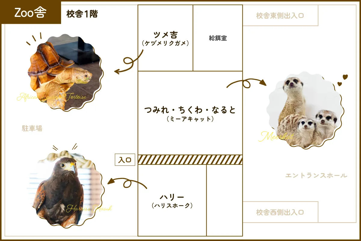 ミーアキャット、ケヅメリクガメ、ハリスホークの飼育場所を示した獣舎のフロアマップ