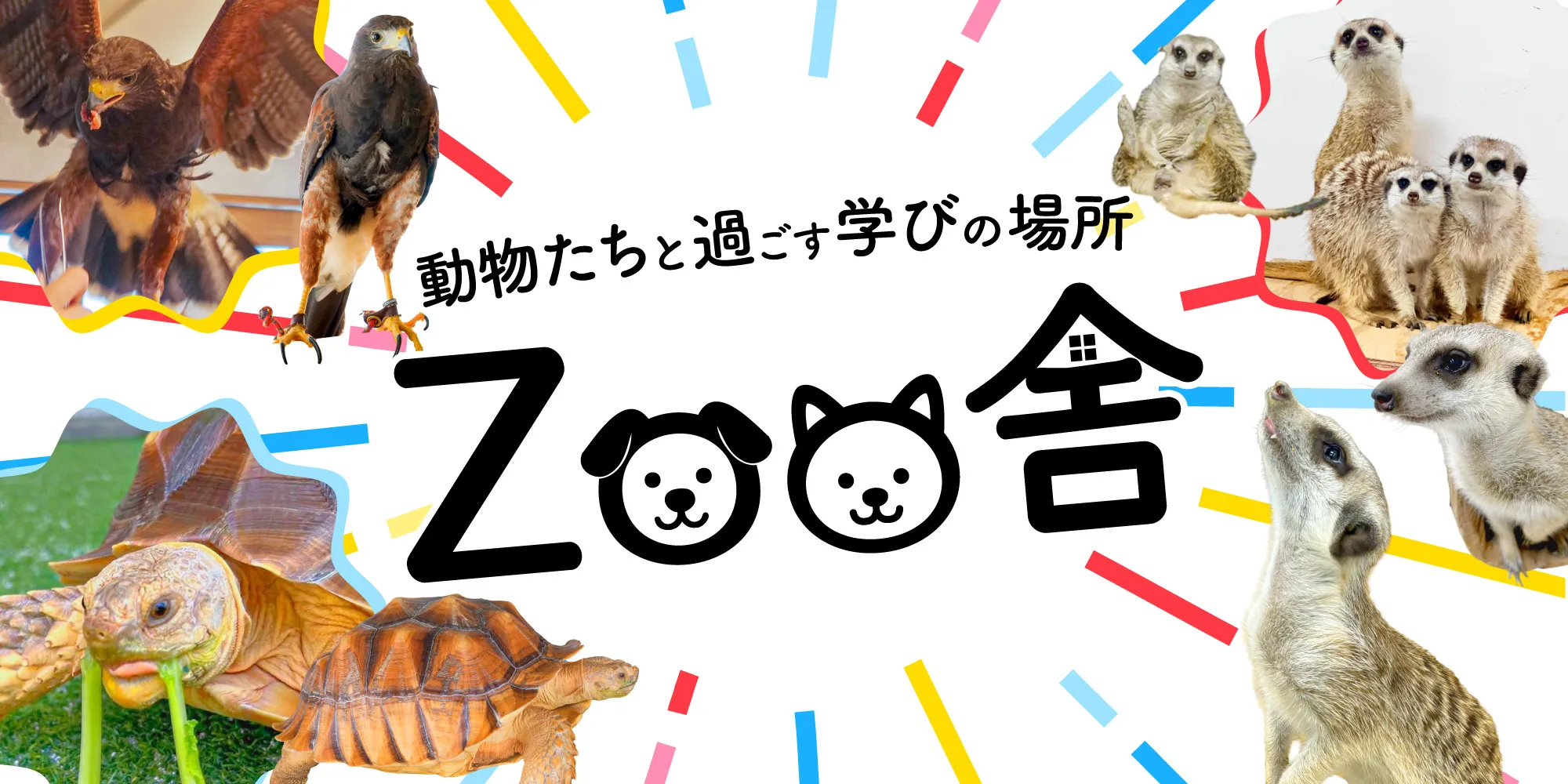 ミーアキャット、ハリスホーク、ケヅメリクガメが過ごす獣舎「Zoo舎」の紹介