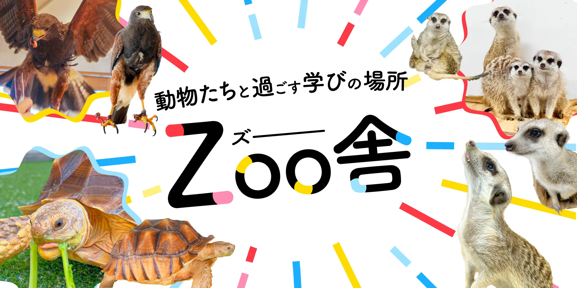 ミーアキャット、ハリスホーク、ケヅメリクガメが過ごす獣舎「Zoo舎」の紹介