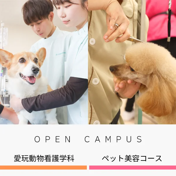 中央動物総合専門学校オープンキャンパス愛玩動物看護学科・ペット美容コース